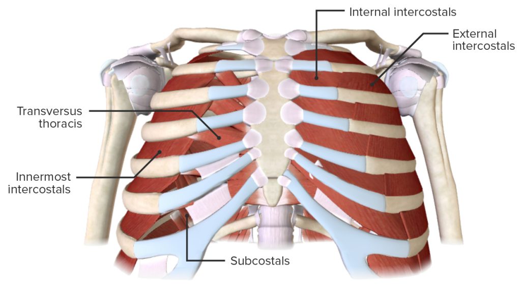 The chest cavity